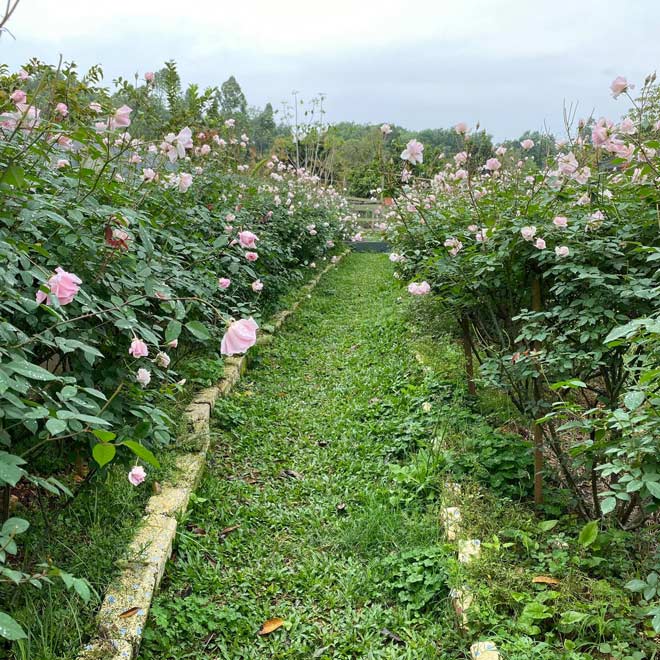 Với mỗi loại, chị lại tìm hiểu cách chăm sóc kỹ lưỡng