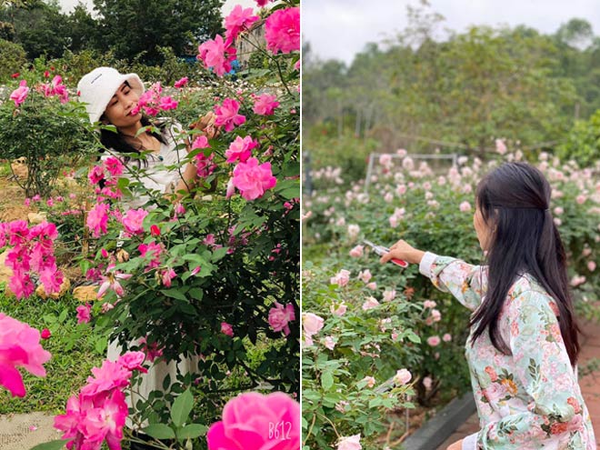 Vườn hồng đẹp như mơ của bà mẹ Hà Nội