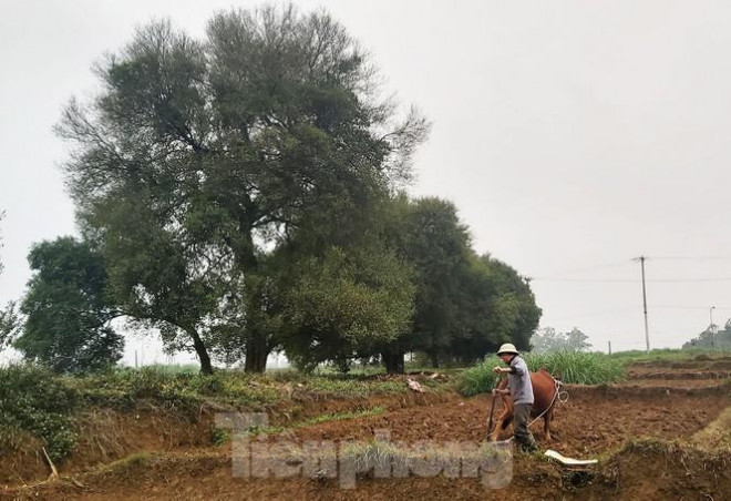 Ông Nguyễn Văn Tài, trú trong làng cho biết, rặng duối cổ này được người dân tôn kính, không ai dám chặt phá.