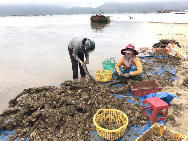 Ngư dân vùng đầm phá Lập An trúng đậm vụ hàu, giá bán &#34;rẻ như cho&#34; - 2