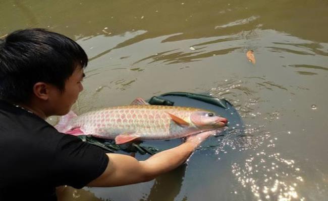 Do chất lượng thịt thơm ngon nên cá Dầm Xanh có giá thành khá cao so với những loại cá thông thường, trung bình khoảng 850.000 đồng/kg.
