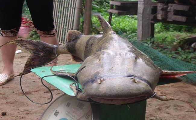 Vì khó đánh bắt nên giá cá chiên rất đắt. Cá càng to thì giá trị càng lớn. Có những con có giá trị lên tới hàng chục triệu đồng.
