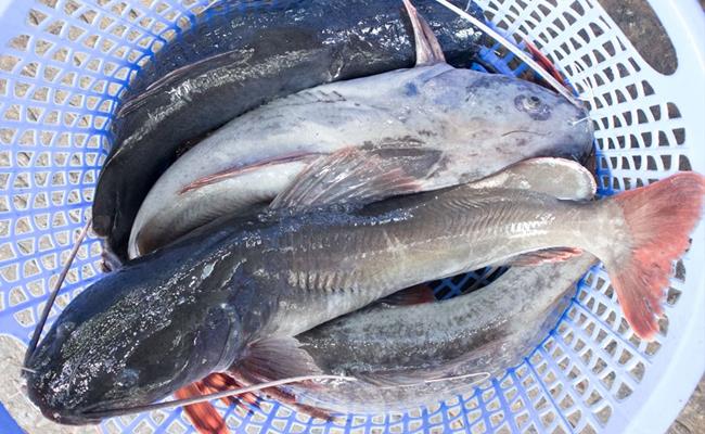 Loài cá này thường sống trong hang sâu, ăn rêu đá vì thế thịt rất chắc và ngọt. Trung bình, một cân cá lăng được bày bán trên thị trường có giá dao động từ 120.000 – 700.000 đồng tùy chủng loại.
