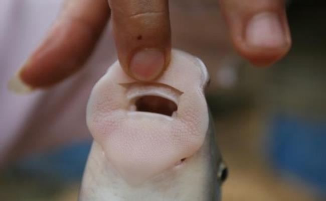 Tuy nhiên, phần “miệng bành rộng” này cũng chính là bộ phận ngon nhất, làm nên nét đặc trưng của loài cá này. 
