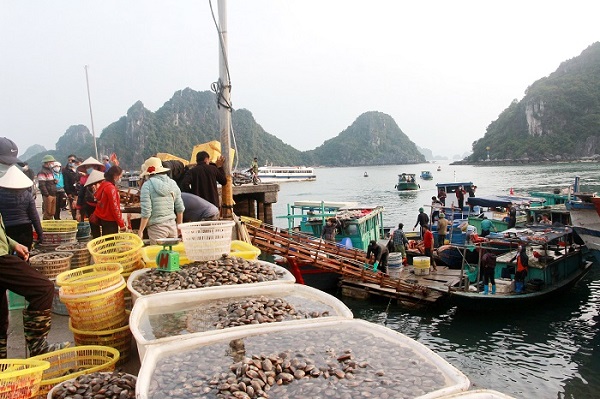 Cảnh mua bán ngao hai cồi tại Vân Đồn.