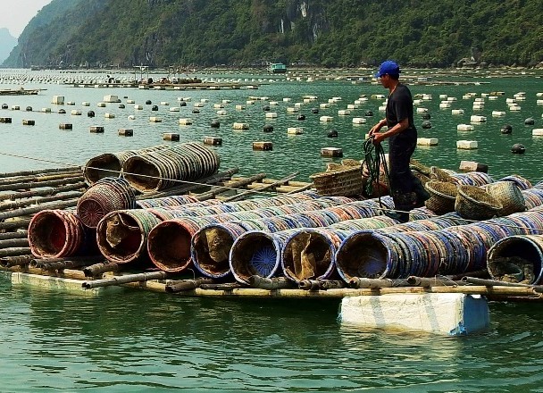 Lồng nuôi ngao hai cồi