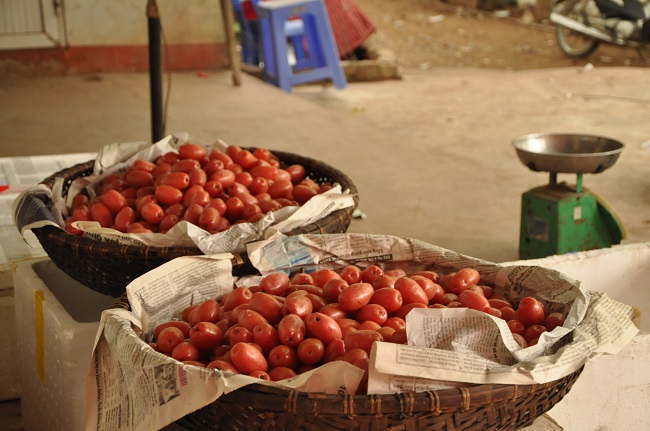 Mỗi ngày, nhà bà Lê hái được từ 2-3 tạ nhót chín, bán với giá từ 30-40.000 đồng/kg. Cả vườn mỗi năm thu hoạch được khoảng 4-5 tấn nhót chín.
