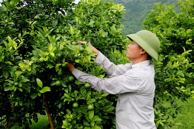 Cây chanh tứ quý được đánh giá trồng đơn giản&nbsp;vì cây dễ ra hoa, đậu quả, thích nghi với nhiều loại đất&nbsp;
