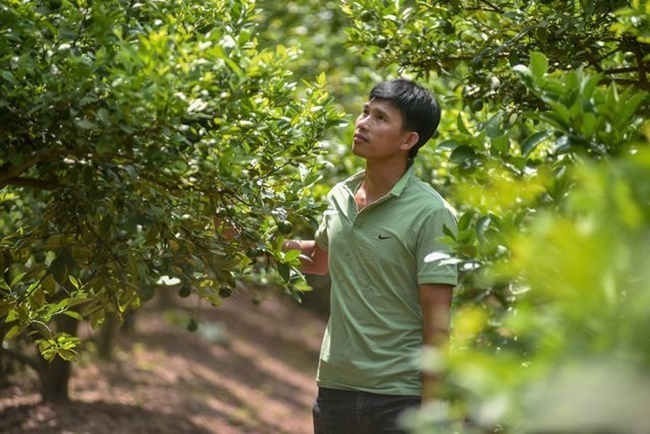 Ngoài hái trái, nhiều nông dân còn cung cấp&nbsp;chanh cảnh tại các ngôi biệt thự hay nhà vườn với giá 1.000.000 - 5.000.000/cây nhỏ, 10.000.000 - 50.000.000/cây to..
