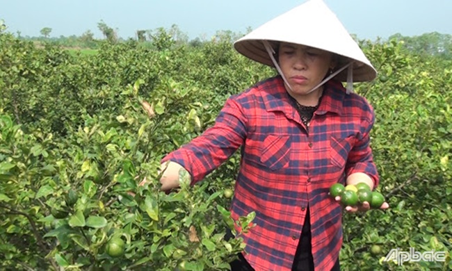 Không chỉ bán quả, chị Phương còn chiết cành chanh để bán cây chanh tứ quý giống cho khách với giá 10.000 đồng/cây.
