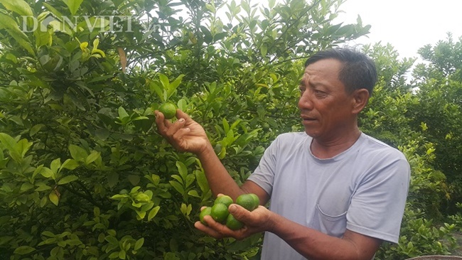 Hay như ông Vinh (Khánh Công, Yên Khánh, Ninh Bình) cho hay, mỗi ngày thu hoạch 150kg quả từ 1500 gốc chanh này.
