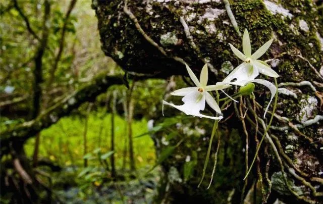 Phát hiện hoa lan đắt nhất TG trên dãy Himalaya: Nhìn giống hệt ếch, giá hơn 53 tỷ - 1