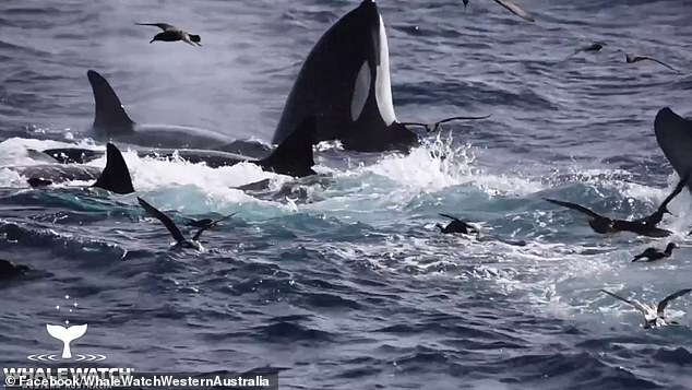 5 đàn cá voi sát thủ hợp sức săn cá voi xanh.