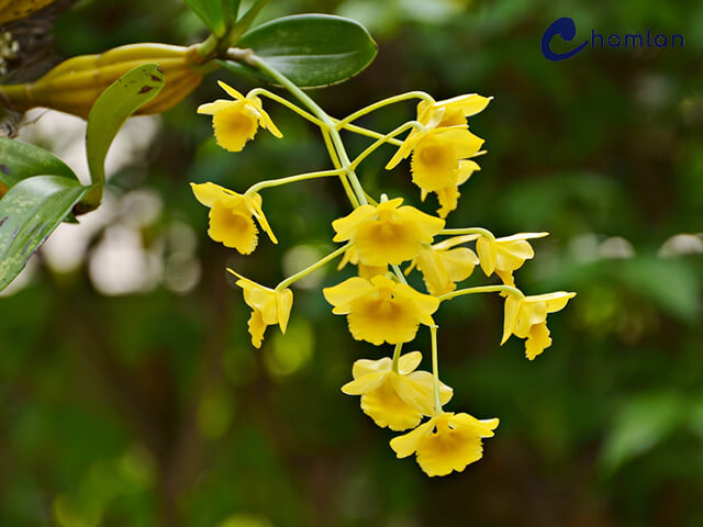 Màu vàng thể hiện&nbsp;sự sang trọng, quý phái.