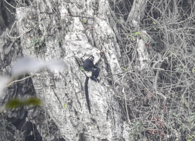 Voọc quần đùi trắng hay là voọc mông trắng (danh pháp khoa học Trachypithecus delacouri, được đặt tên theo nhà điểu học người Mỹ gốc Pháp Jean Théodore Delacour).