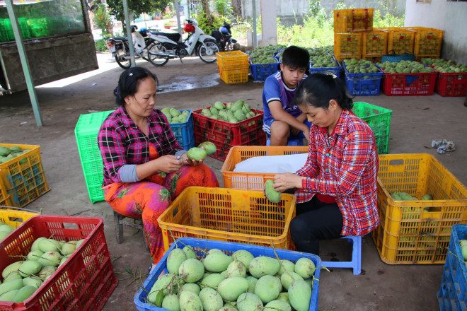 Nhiều năm qua, xoài cát chu Cao Lãnh là cây trồng chủ lực của nhiều hộ dân