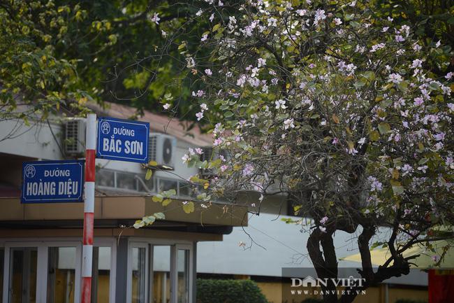 Những tuyến phố Bắc Sơn - Hoàng Diệu, Nguyễn Du - Trương Hán Siêu, Điện Biên Phủ, Thanh Niên, Trần Duy Hưng, Trần Phú, quanh hồ Hoàn Kiếm... là nơi hoa ban nở nhiều nhất.