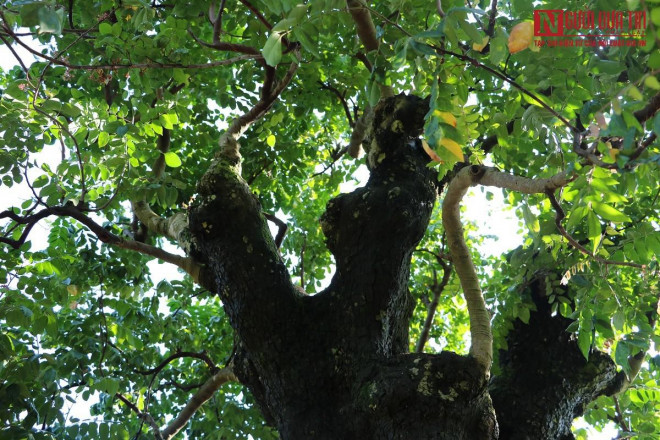 Các tay chi to bằng cổ tay người lớn.