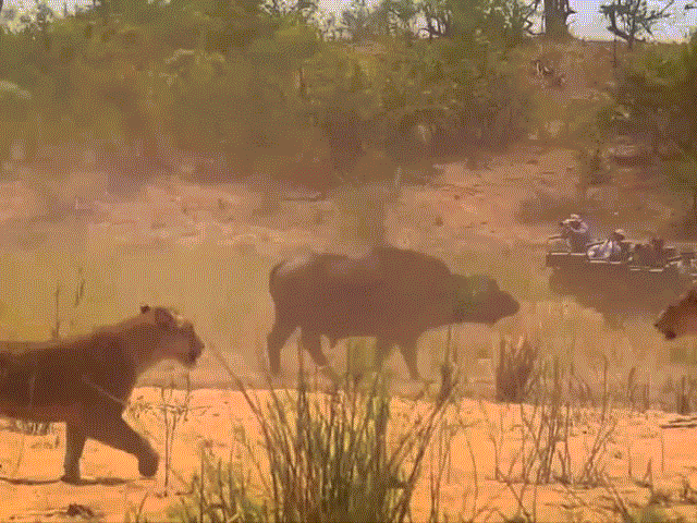 Video: Sư tử bị trâu rừng "phản kích" dù đã huy động hết lực lượng
