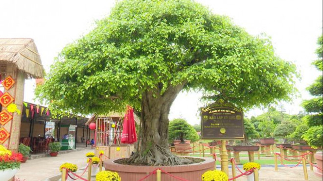 Cây sanh bonsai của ông Lộc xác lập kỷ lục “Cây Sanh bon sai có đường kính tán lớn nhất Việt Nam”. Ảnh: Nông Nghiệp.