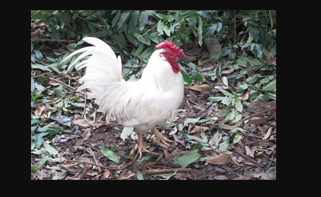 Trung bình, một gà trống trưởng thành có cân nặng khoảng 2-2,3kg, gà mái chỉ từ 0,9 - 1,2kg/con.
