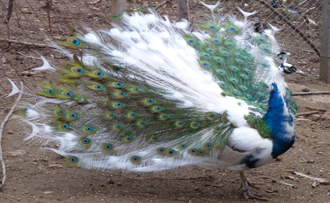 Chim công đột biến cũng là một mặt hàng có giá đắt đỏ. Chim công bình thường có giá 7 - 10 triệu đồng/con thì những con công màu đột biến có thể lên đến 15 - 20 triệu đồng.
