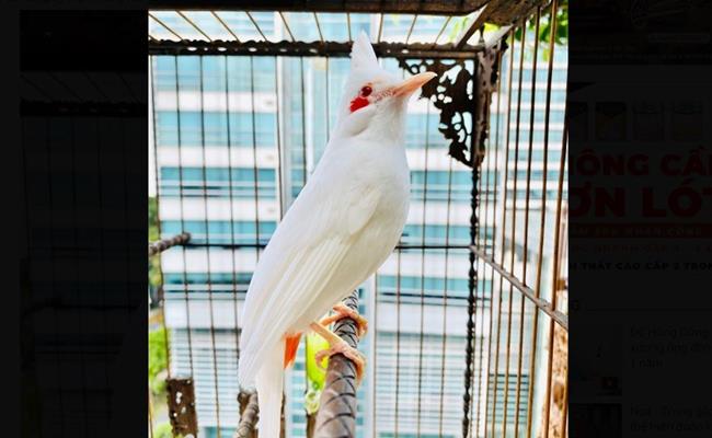 Không chỉ sở hữu bộ lông trắng hiếm có, chú chim đột biến này còn được coi là “bạch vương chào mào” bởi đôi mắt đỏ, chân hồng, mỏ hồng và giọng hót thánh thót vạn người mê. Con chim quý này được nuôi ở Hà Nội. 
