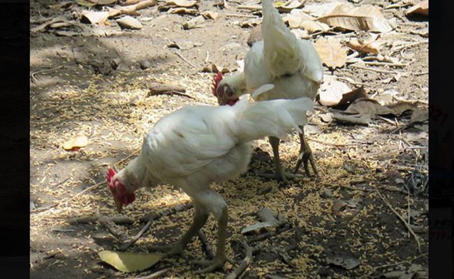 Thế nhưng, chủ nhân của những con gà này kiên quyết không bán để bảo tồn nguồn gen quý.
