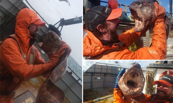 Lươn sói mắc lưới ngư dân ở ngoài khơi Alaska. Ảnh: Jam Press.
