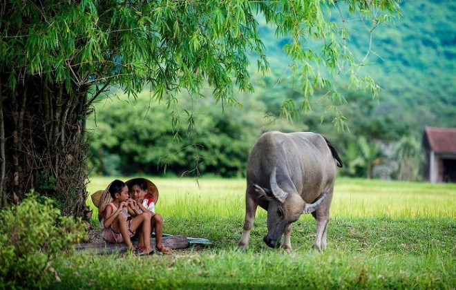 Người tuổi Sửu đa phần hiền lành, dễ tính lại cần cù, chịu khó. (Ảnh minh họa)