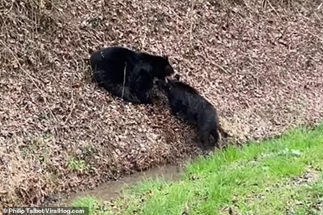 Gấu đen kịch chiến lợn rừng ở Mỹ.