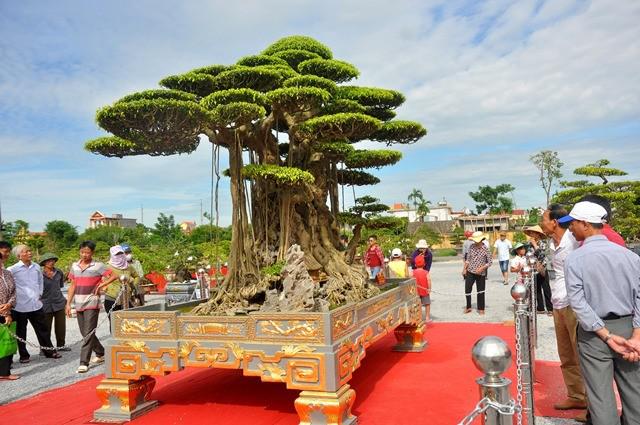 Cây sanh cổ thu hút nhiều người đấy chiêm ngưỡng.