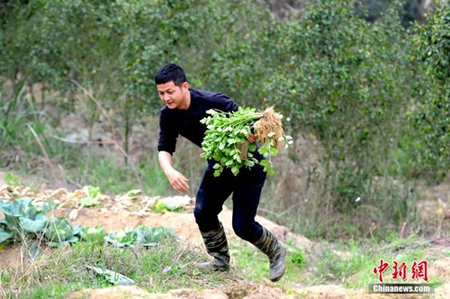 Kha Gia Hoa hái rau trên cánh đồng. Ảnh của Trương Kim Xuyên.