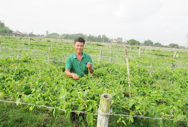 Khi trồng hoa thiên lý phải làm giàn chắc chắn, chỉ phải trồng 1 lần, 4-6 năm sau mới phải trồng lại.
