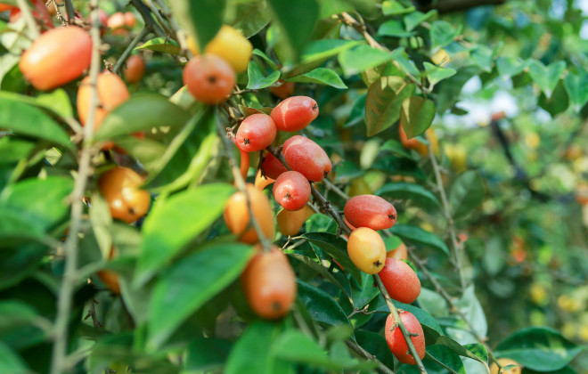 Cả chùm nhót xum xuê nặng trĩu quả