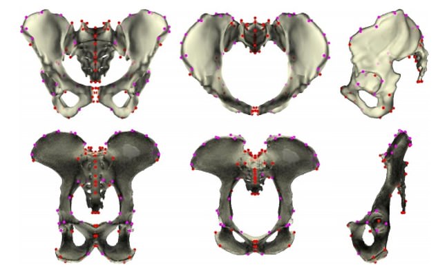Xương hông của các con tinh tinh cái phát triển rộng hơn giống loài người dù không ảnh hưởng gì đến việc sinh con khó hay dễ của chúng, cho thấy đây là một yếu tố thừa hưởng từ tổ tiên chung rất lâu đời, hàng triệu năm trước - Ảnh do nhóm nghiên cứu cung cấp
