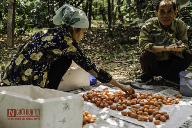 Đến với vườn nhót của ông Cảnh (Chợ Sấu, Dương Liễu, Hoài Đức, Hà Nội), tuy chỉ vỏn vẹn 6-7 gốc cây nhưng nhờ có số nhót này mà gia đình ông cũng có thêm một số tiền để trang trải cuộc sống gia đình.