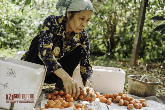 Vợ ông Cảnh chia sẻ: “Những quả bị cào xước, chọc bởi cành sẽ bị lọc ra và vứt đi vì bên thương lái họ sẽ không mua. Mỗi thùng đựng đều phải ghi tên của mình nến nếu cố tình nhét quả hỏng vào thùng thì họ sẽ không bao giờ thu mua quả của vườn mình nữa”.