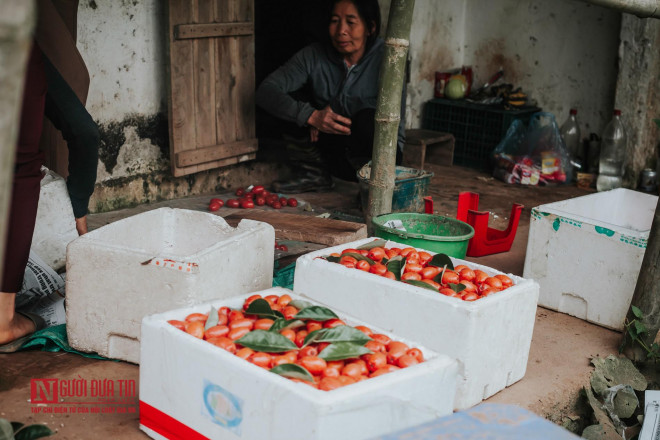 Vì gia đình đã buôn bán nhót hơn chục năm, quả chín đều và có chất lượng nên giá nhót nhỉnh hơn, tuy nhiên, bà Vân cũng chia sẻ: “Giá nhót chỉ cao được mấy ngày đầu mùa, càng về sau giá càng rẻ mặc dù vị nhót thì vẫn ngọt, quả vẫn tròn đều. Gia đình đã cố gắng hái lượm nhiều quả ở đầu mùa vụ để bán giá cao nhưng vẫn không khá hơn”.