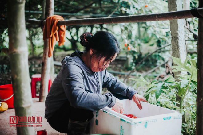 Gia đình bà Vân là hộ gia đình bán được giá nhót khấm khá nhất so với các hộ khác. Lái buôn đến nhà chọn lọc quả và mua với giá 22.000 đồng.