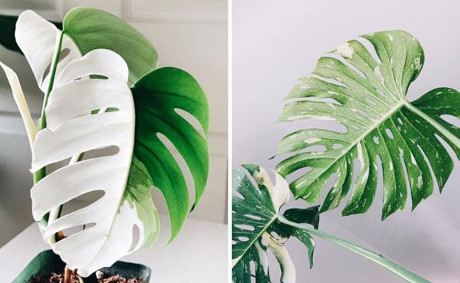 Cây Monstera White monster này có giá khoảng 150 triệu đồng/lá.&nbsp;
