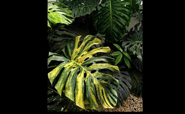 Cụ thể, Monstera Deli Aurea có giá 50 triệu đồng/lá; Monstera Borsigiana Aurea: 15 triệu đồng/lá… Hiếm nhất và đắt nhất phải kể đến dòng Monstera mint.
