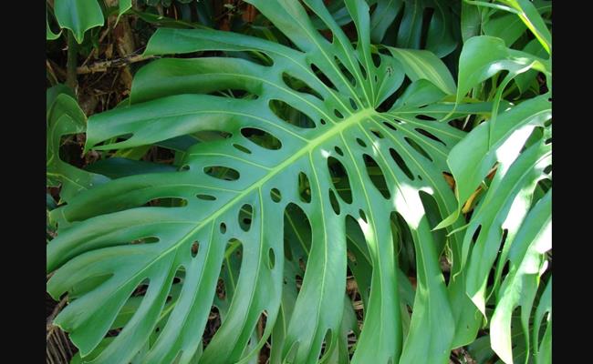 Monstera là loại cây có lá xẻ hình trái tim tròn trịa, đẹp mắt.
