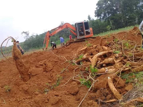 Với 1ha trồng sắn, chị Thủy ước tính sẽ mất 30 triệu đồng/ha so với năm ngoái nếu bán giá này.