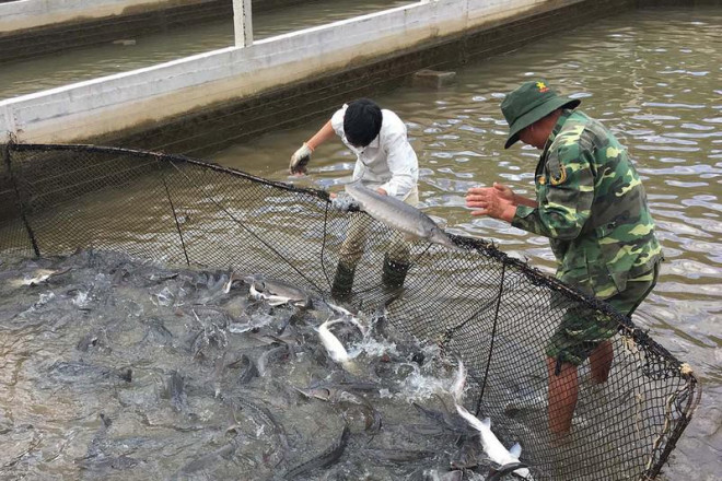 Cá tầm Trung Quốc tràn vào khiến giá cá tầm trong nước giảm 25%-30%. Trong ảnh: Cá tầm nuôi tại một trang trại ở Lâm Đồng. Ảnh: TN&nbsp;