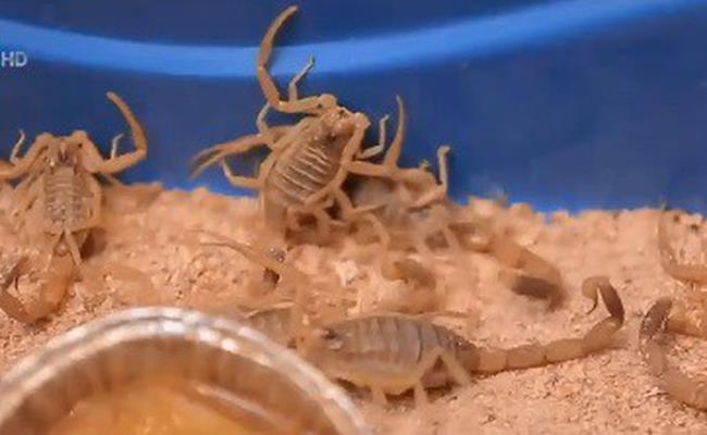 Tất cả bọ cạp đều có nọc độc, nọc này có thể gây ra các phản ứng đau, sưng phồng hoặc tê cứng nếu bị cắn.
