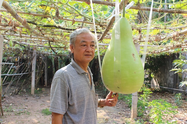 Không chỉ có ông Vinh mà ở Cần Thơ cũng có một vườn bầu hồ lô &#34;khủng&#34; khác của ông Huỳnh Tài.
