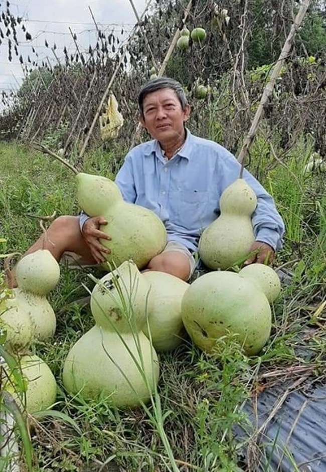 Quả bầu hồ lô có hình dáng đẹp, ăn ngon và ngọt. Chúng còn được quan niệm là biểu tượng của trường thọ, ý nghĩa tốt đẹp trong phong thủy.
