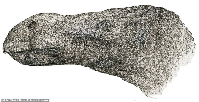 Ảnh mô phỏng Brighstoneous simmondsi, thuộc loài khủng long Iguanodontian ăn thực vật, với cái miệng có hình thù khác thường. Ảnh: NHM