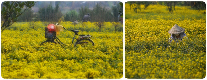 Xao xuyến mùa cúc chi vàng rực trên cánh đồng Nghĩa Trai - hình ảnh 6